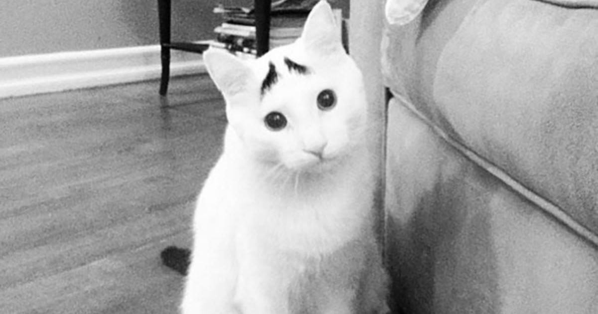 10 chats dont on se souviendra pour leur pelage exceptionnel !