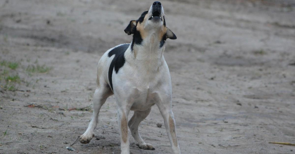 Quelles sont les différentes significations de l'aboiement chez un chien ?
