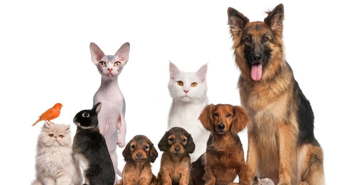 Adopte-moi, le Tinder pour trouver son animal de compagnie !