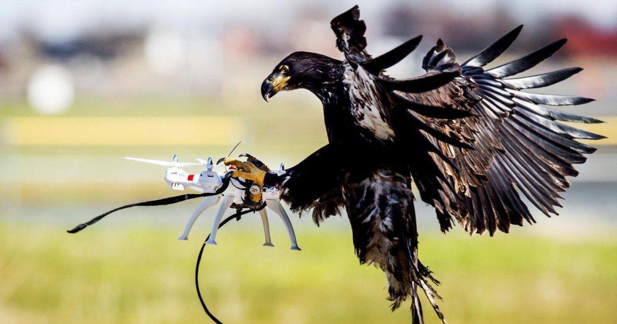 Aux Pays-Bas, des aigles dressés pour neutraliser les drones