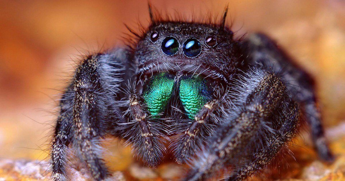 Astuces de grands-mères pour lutter contre les araignées dans votre maison