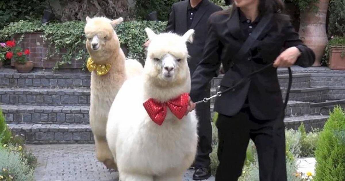 Au Japon, un hôtel insolite vous propose d'avoir un lama comme témoin de mariage !