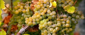 Selon une étude Suisse le chasselas serait efficace...