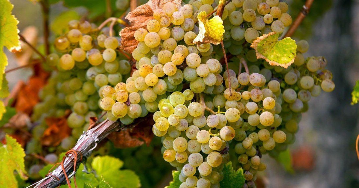 Selon une étude Suisse le chasselas serait efficace contre le coronavirus