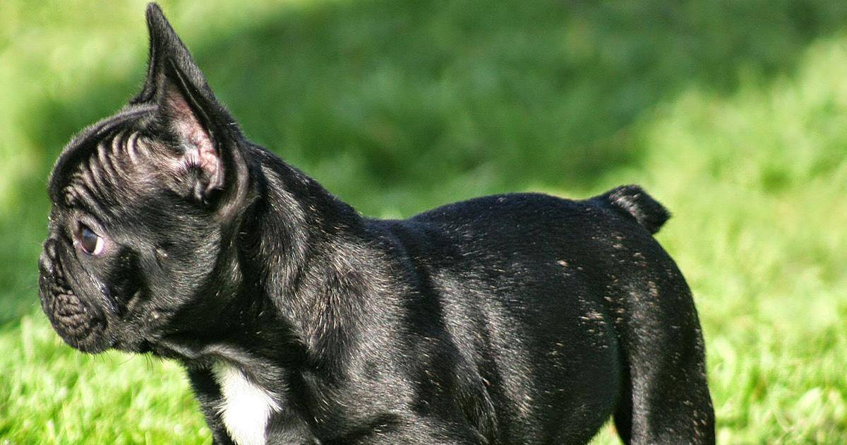 Californie : trois ours mis en fuite par une petite chienne
