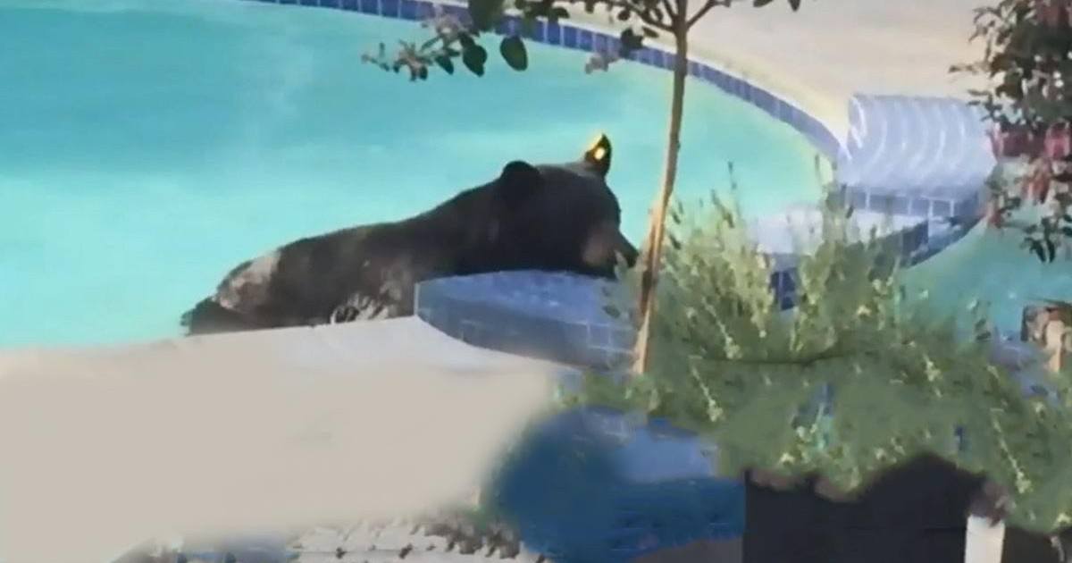 Canada : un ours se baigne tranquillement dans une piscine privée !