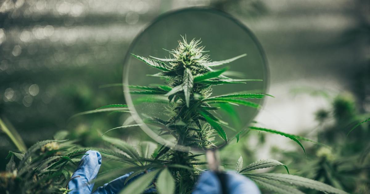 CBD : une croissance hexagonale à deux chiffres