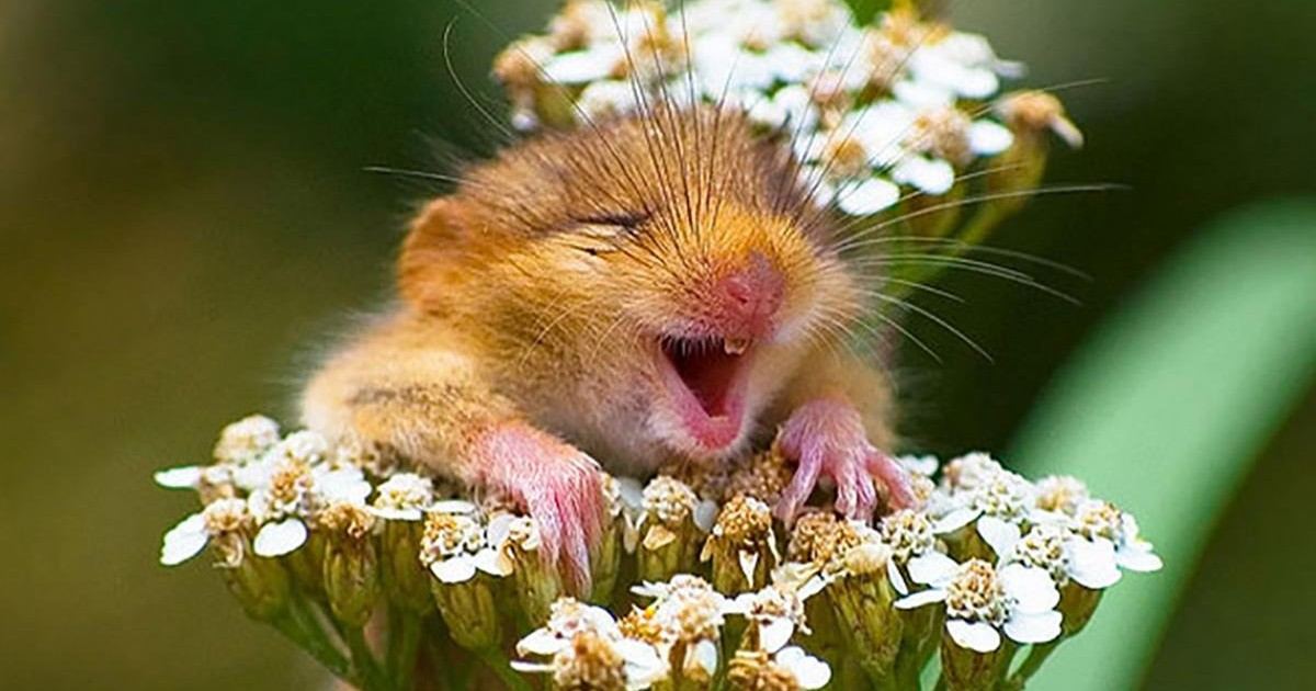 Ces animaux ont la banane devant l'objectif !
