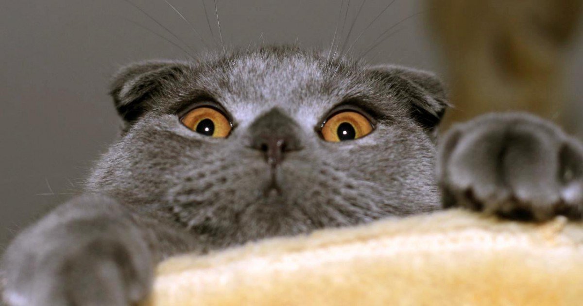 Le Scottish Straight, une race de chat atypique avec un bon caractère