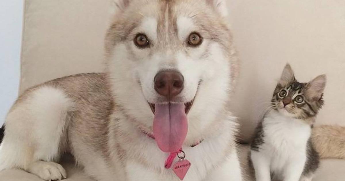 Un chaton sauvé par l'amour d'une famille de huskys !