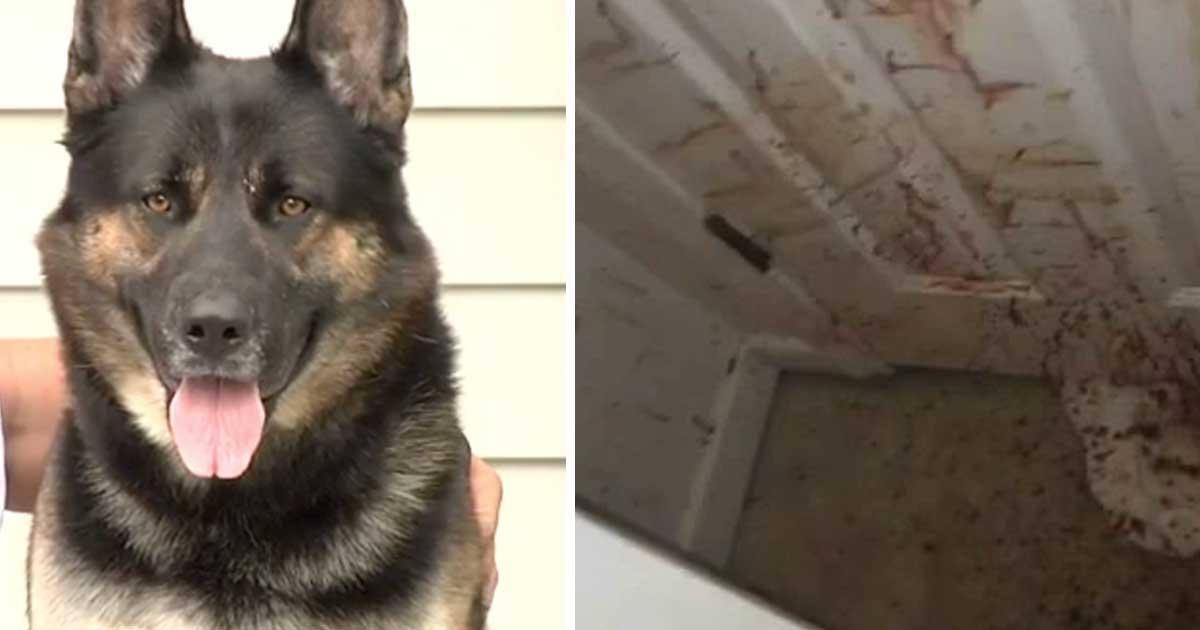 Un chien réduit en sang des cambrioleurs qui ont forcé une maison
