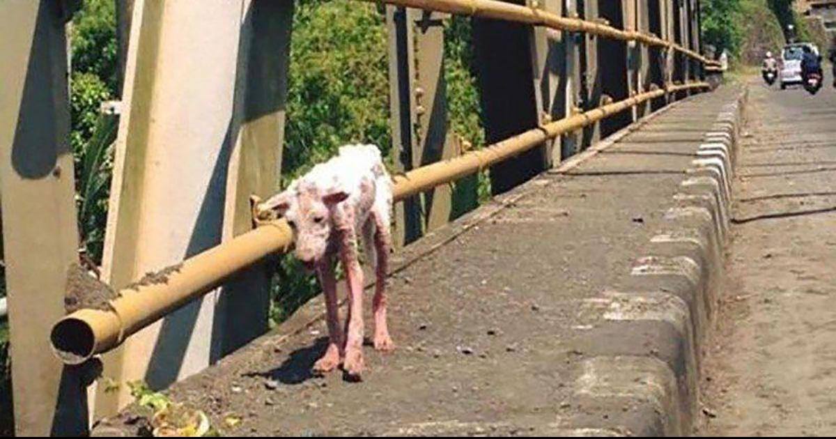 Un chien désespéré saute dans la voiture d'un inconnu et va changer sa vie à jamais!