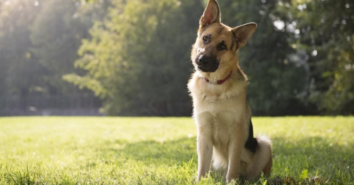 Pourquoi Les Chiens Penchent La Tete Quand Vous Leur Parlez Pourquoi Les Chiens Penchent La Tete Quand Vous Leur Parlez