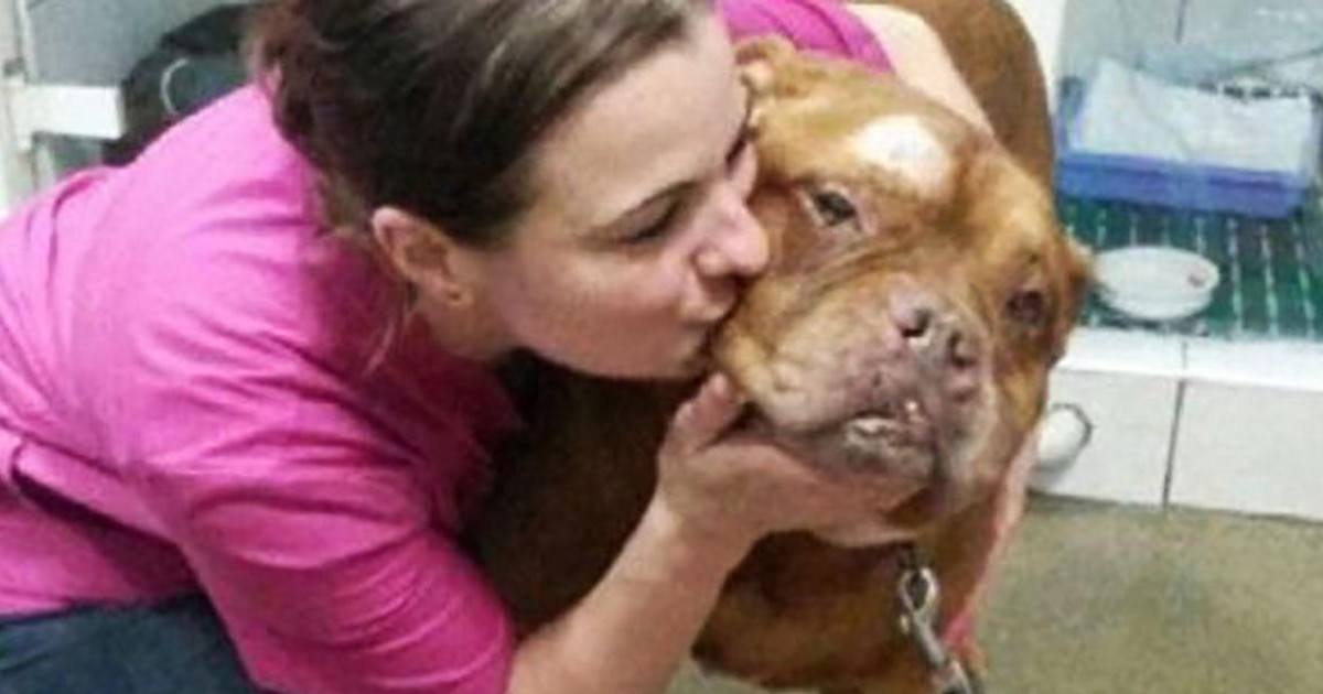 La chienne Athéna, enterrée vivante, va nettement mieux aujourd'hui !