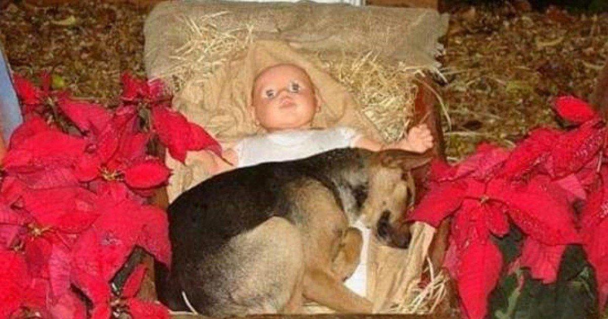 Un chiot trouve refuge dans la crèche de la ville après avoir été abandonné
