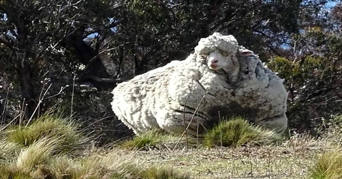 Chris le mouton a été tondu, il est méconnaissable !