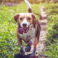 Alimenter chien