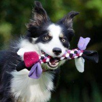 Eduquer son chien