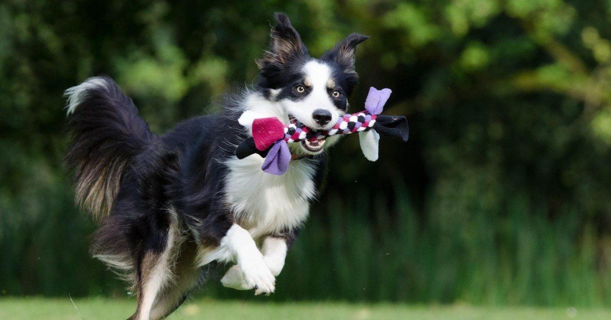 Découvrez comment faire pour éduquer son chien correctement ?