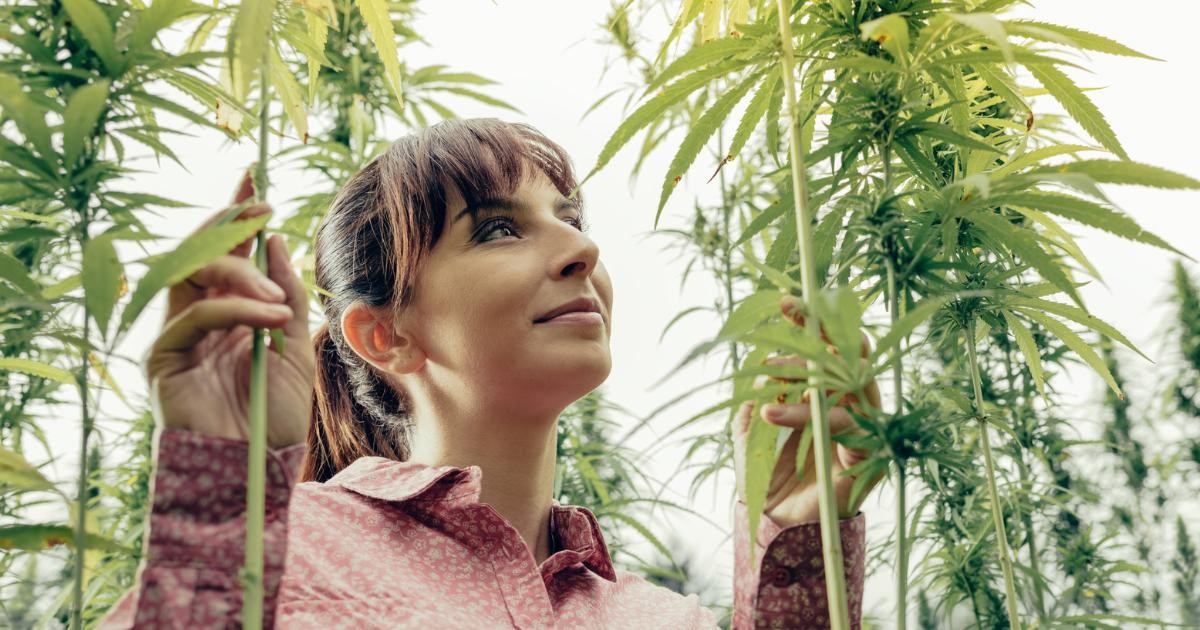 La consommation de cannabis en Europe aux yeux de la loi