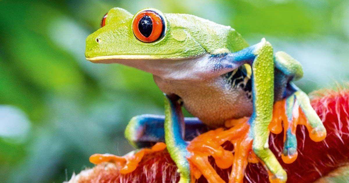 Le Costa Rica ferme ses zoos et rend la liberté aux animaux !