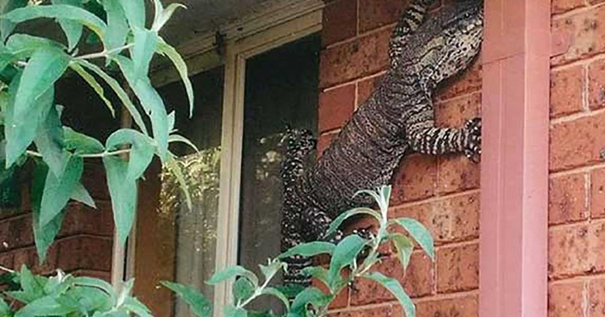 Il découvre un varan d'1,5 mètre accroché au mur de sa maison
