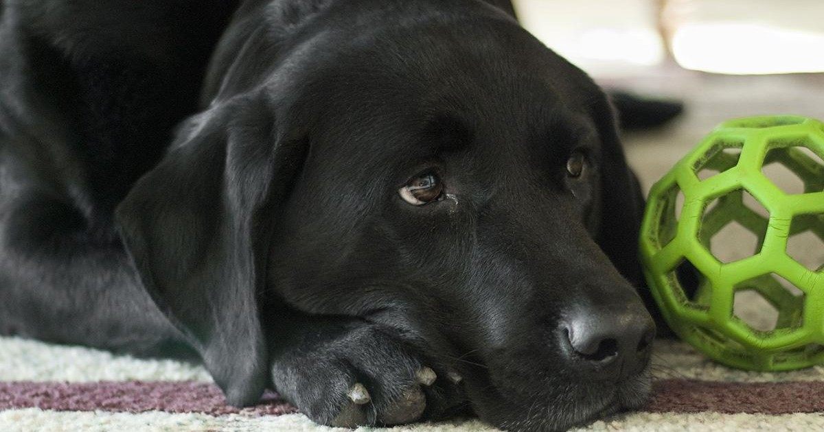 La dépression chez les chiens, un problème de plus en plus inquiétant