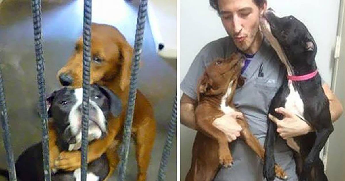 Deux chiens sauvés de la mort grâce à Facebook !