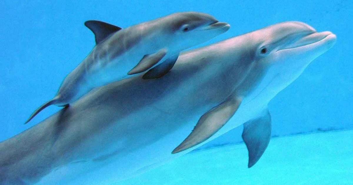 Deux dauphins sont nés au milieu du Parc Astérix !