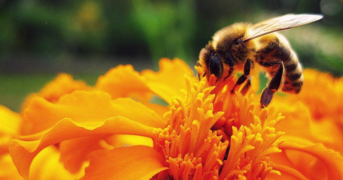 Comment faire la différence entre une abeille et une guêpe