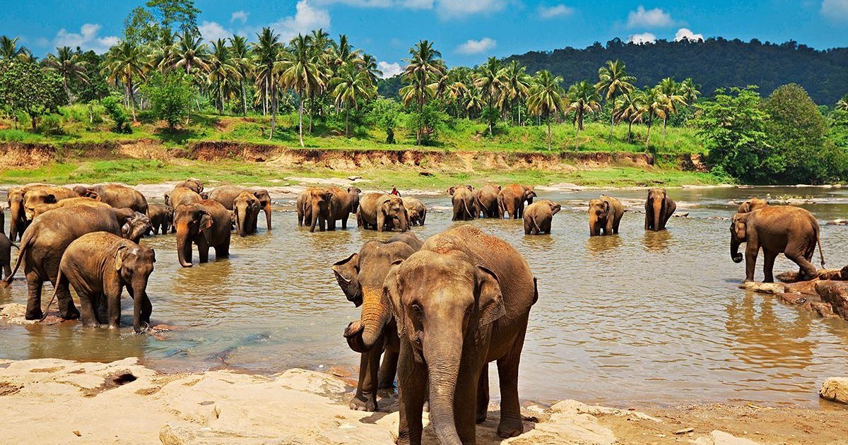 Les 4 endroits que vous devez visiter au Sri Lanka lors de vos vacances