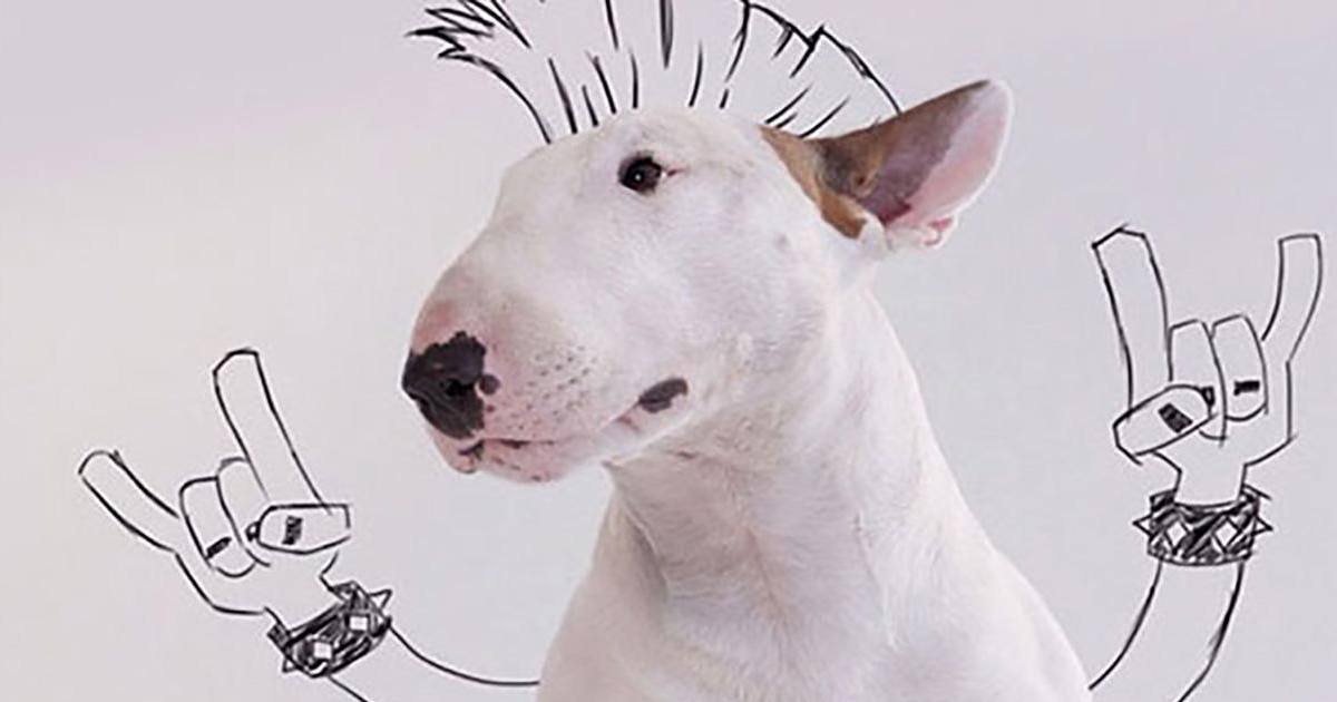 Sa femme l'abandonne avec son chien, il fait des photos hilarantes