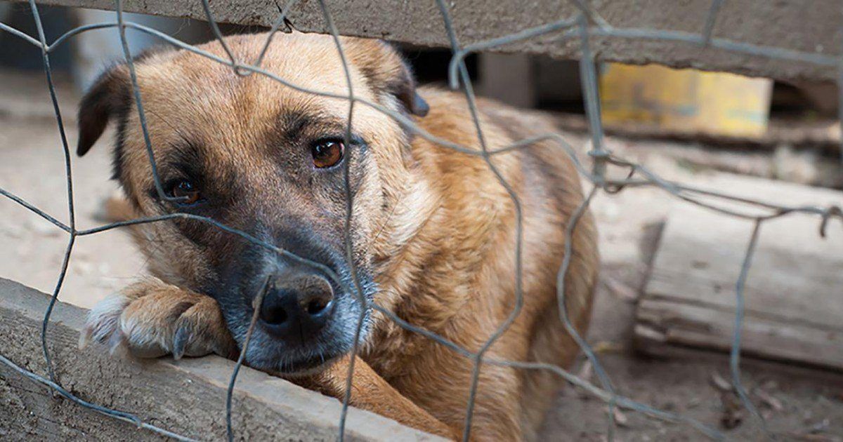 Le festival de la barbarie continue de massacrer des chiens et des chats