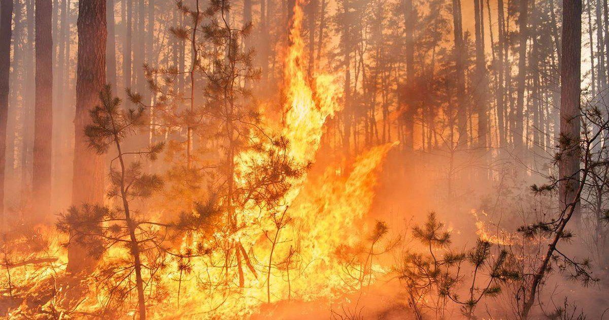 Un Français dénonce les feux de forêt et fait le buzz