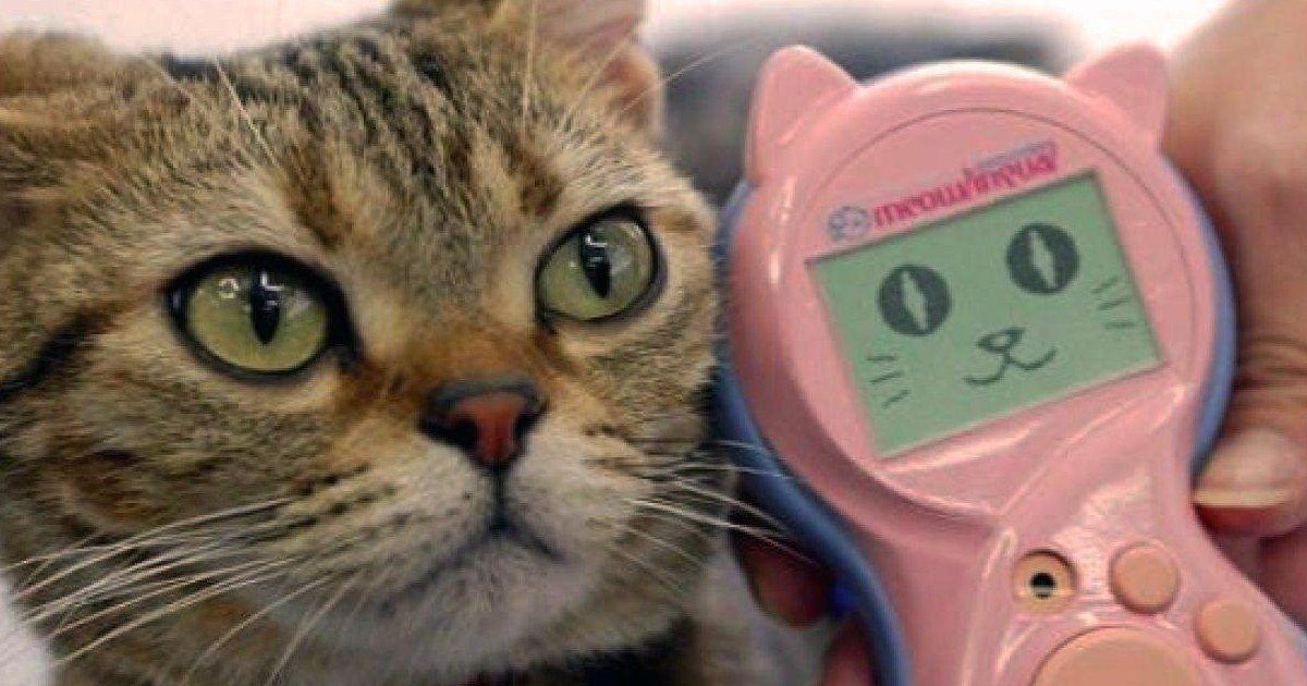 Ce gadget insolite vous permet de communiquer avec votre chat !