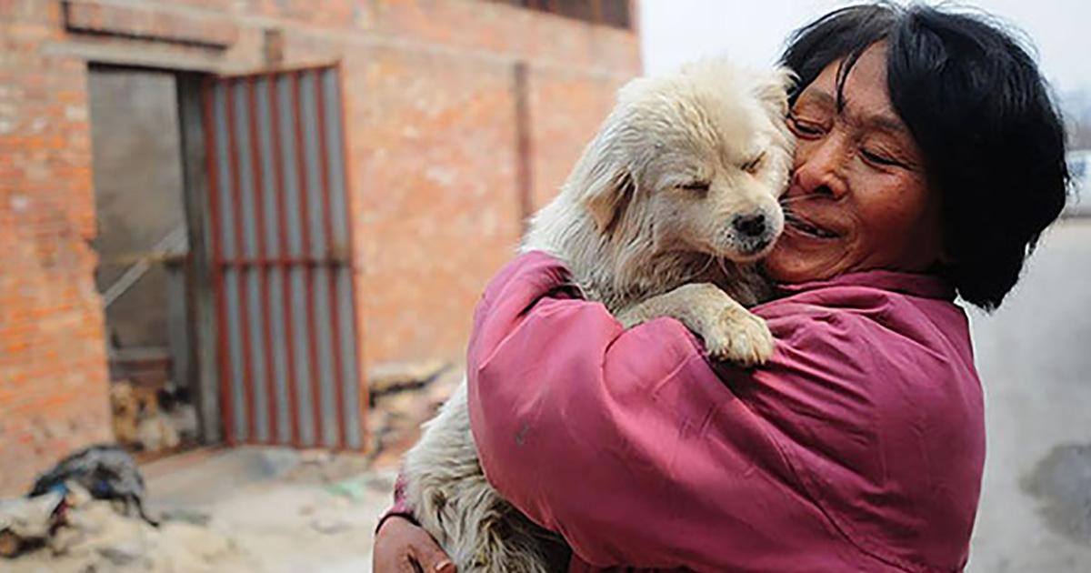 Grâce à la générosité d'une chinoise, 100 chiens ont échappé à la mort
