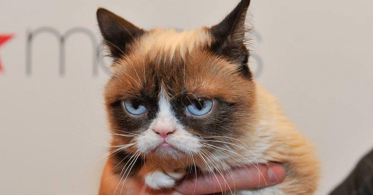 Grumpy Cat a désormais sa statue au Musée de Madame Tussauds !
