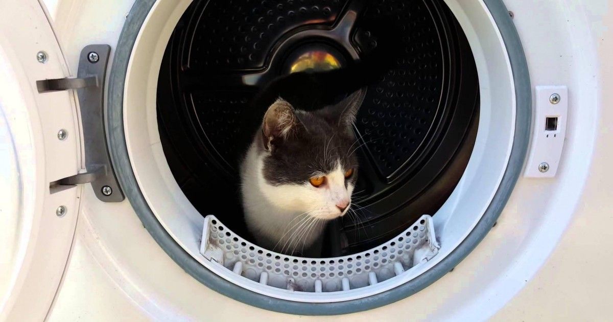 Choc : Ils enferment leur chat dans une machine à laver !