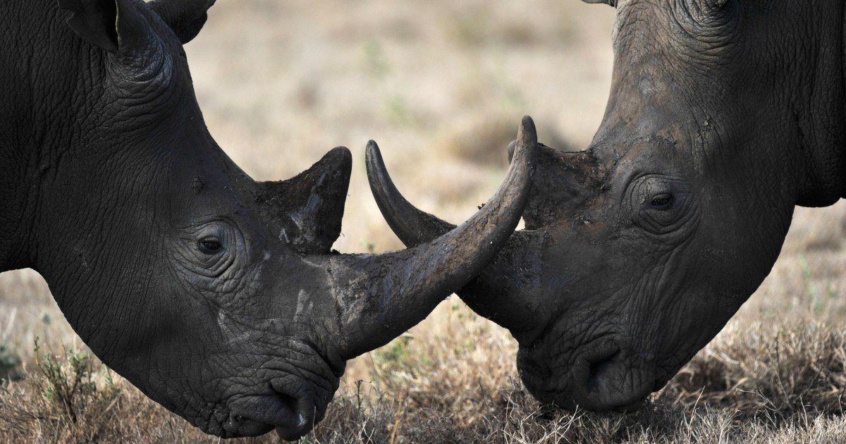 Inde: les gardiens d'un parc national ont le droit de tuer les braconniers