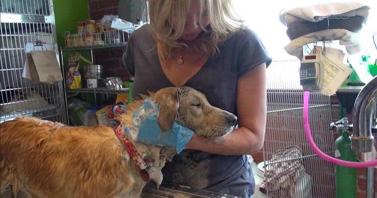 Le sauvetage de cette chienne est particulièrement émouvant !