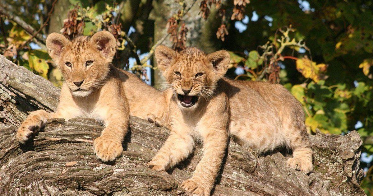 Les lionceaux de Cecil, adoptés par leur oncle, se portent bien !