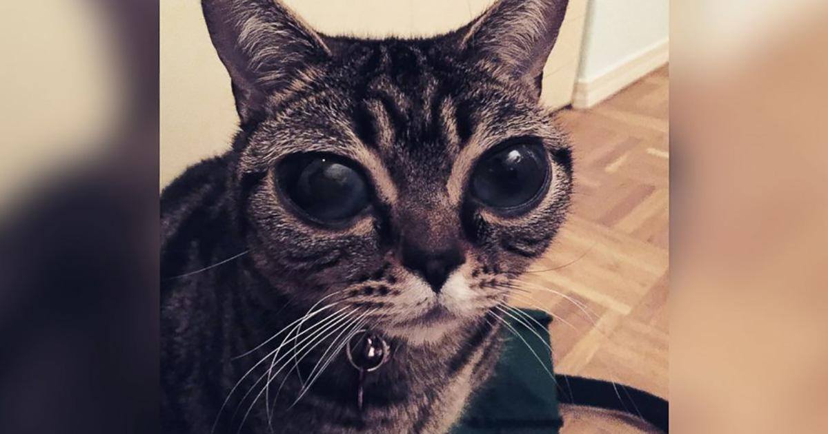 Matilda Le Chat Extraterrestre Est La Nouvelle Star Du Web Matilda Le Chat Extraterrestre Est La Nouvelle Star Du Web