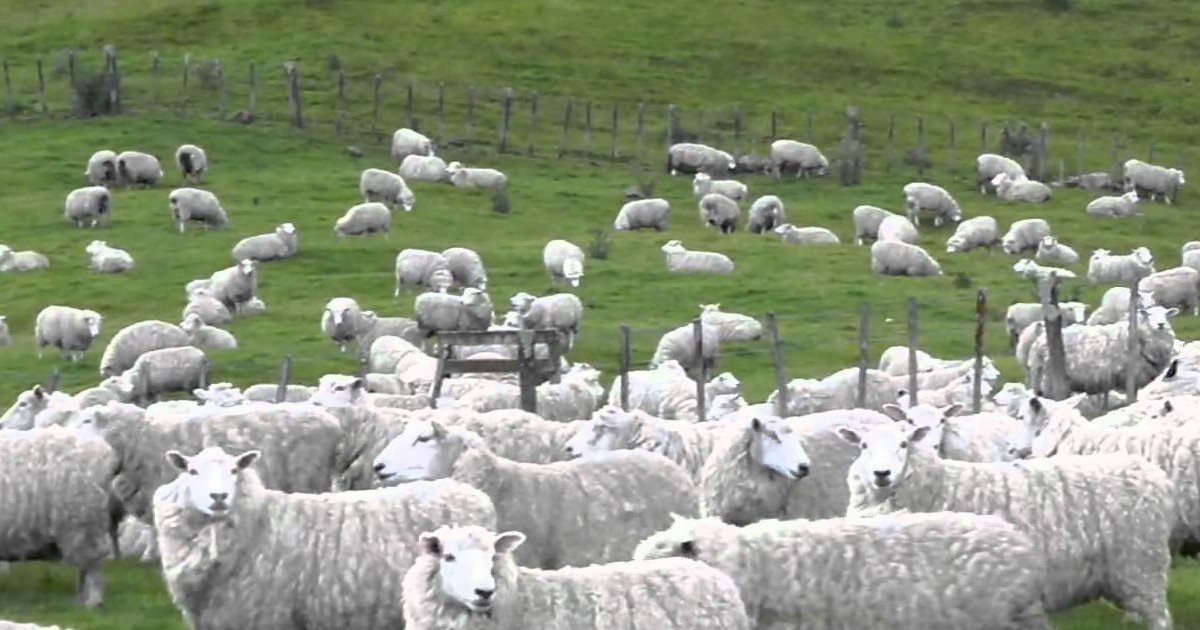 Nouvelle-Zélande : des fuyards arrêtés par un troupeau de moutons