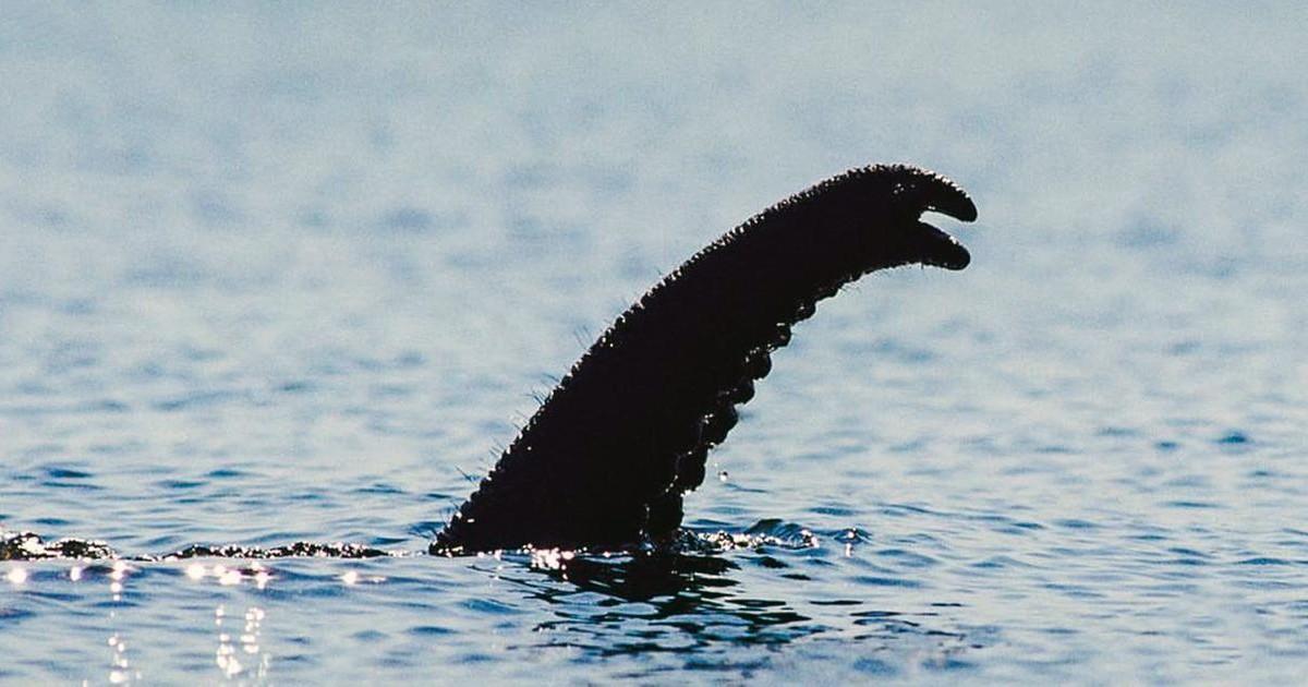 Découvrez enfin quelle est la véritable origine du monstre du Loch Ness