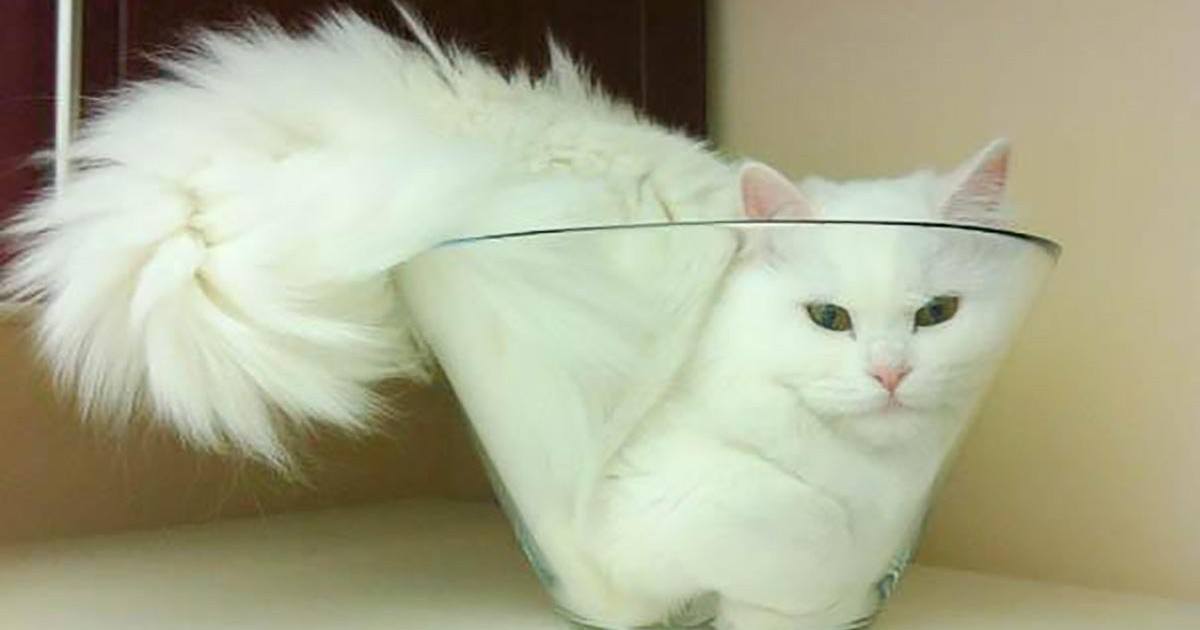 Où qu'il soit, le chat est le roi !