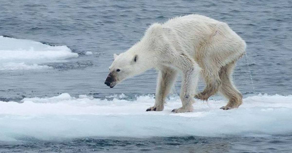 La photo d'un ours polaire amaigri choque les internautes