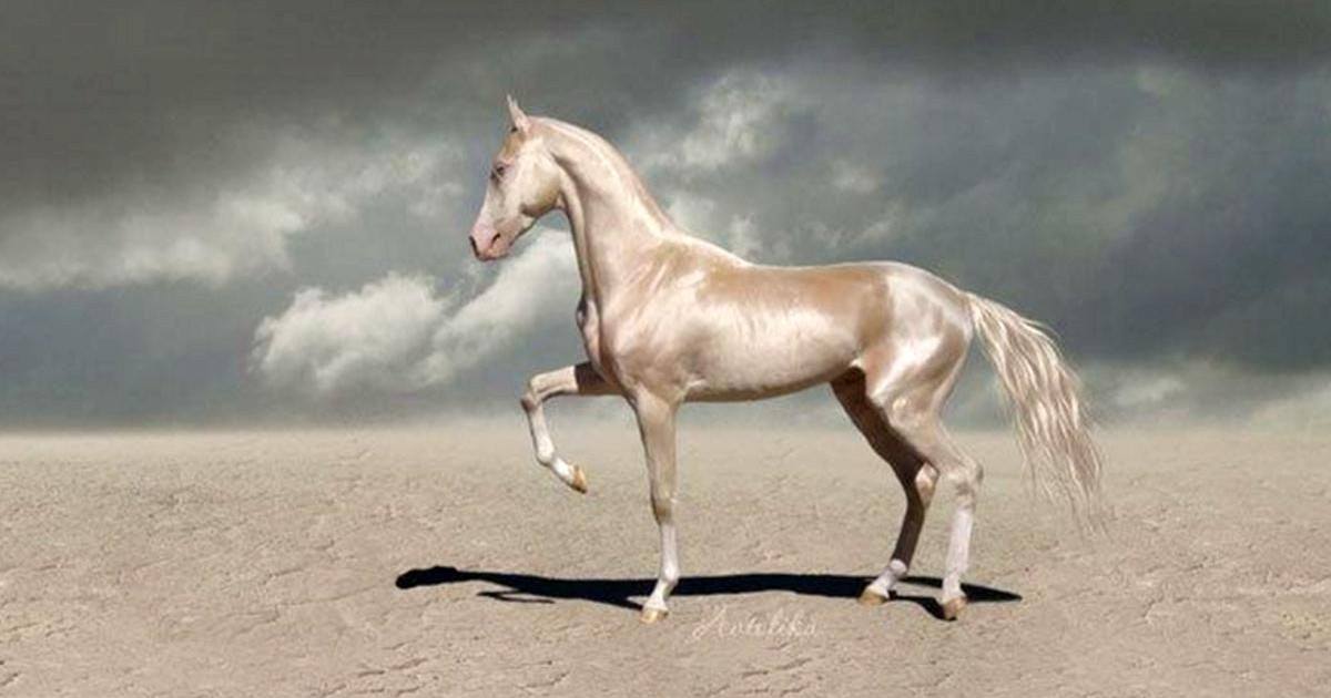 Ce cheval qui a l'air d'avoir été plongé dans de l'or et le plus beau du monde