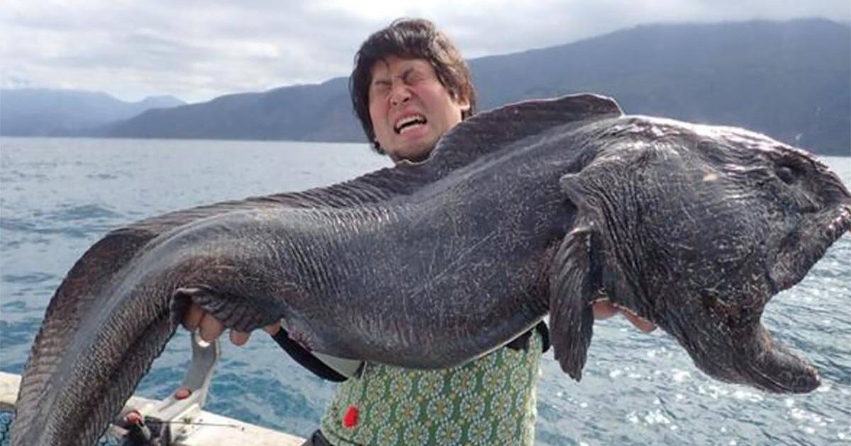 Un poisson énorme et terrifiant pêché tout près de Fukushima