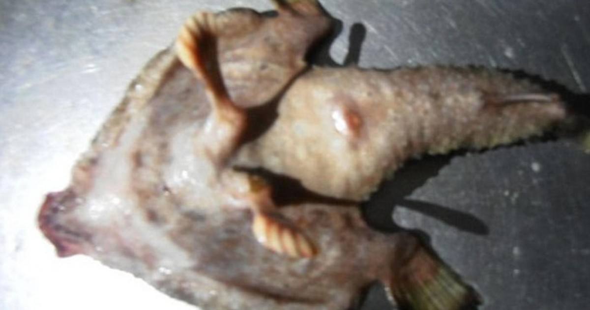 Un poisson avec des pieds et un nez pêché dans les Caraïbes