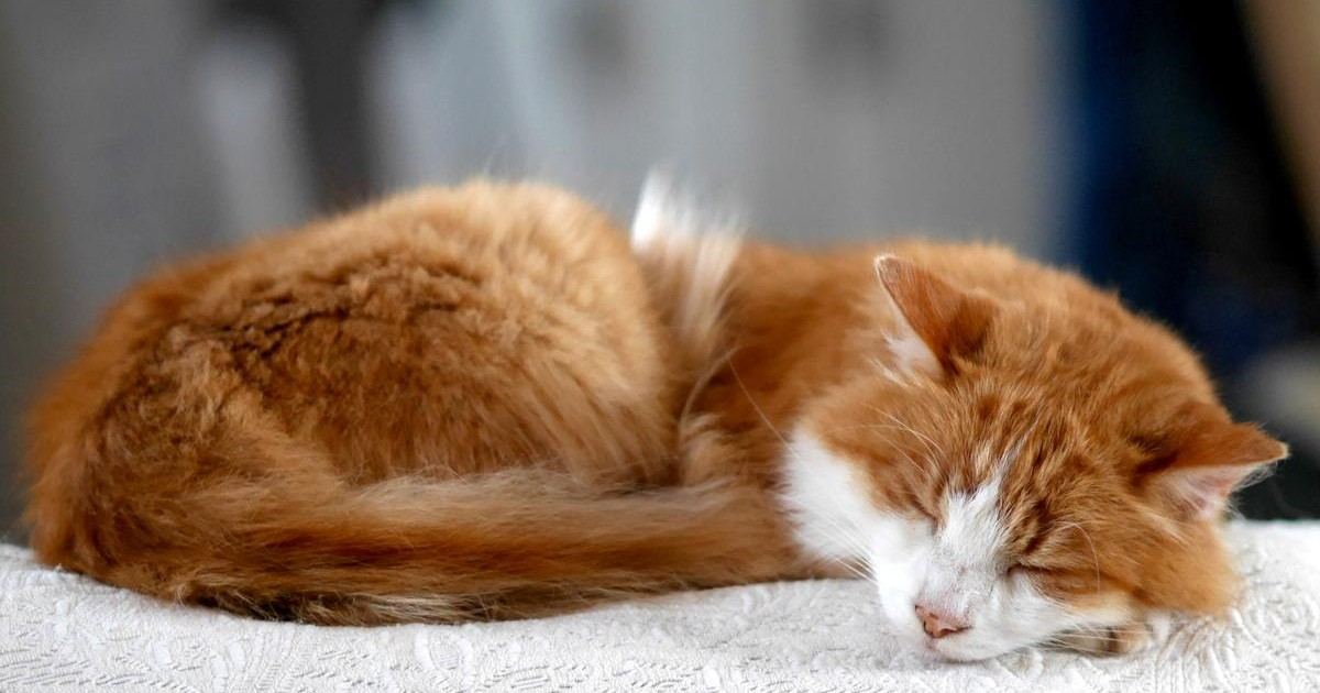 Découvrez pourquoi les chats dorment beaucoup la journée